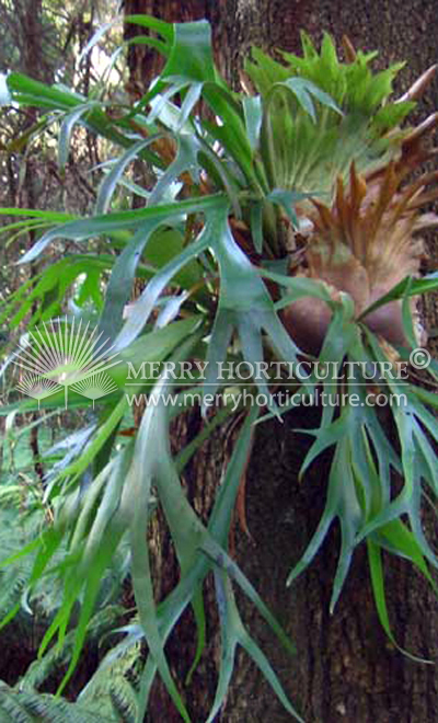 platycerium bifurcatum
